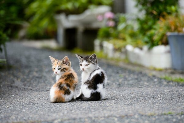 Los gatitos en el camino miran juntos