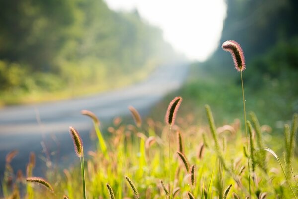 The ears of plants in the rays of the morning sun are a snapshot