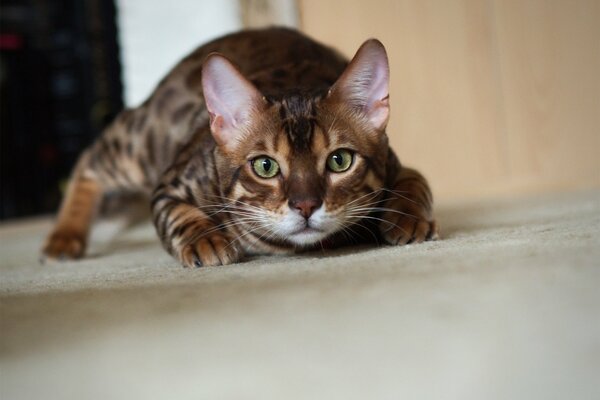 Die bengalische Katze stiehlt leise