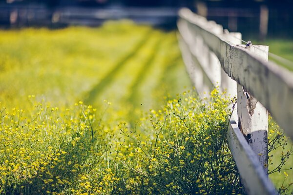 Champ de fleurs jaunes clôturé par une clôture blanche