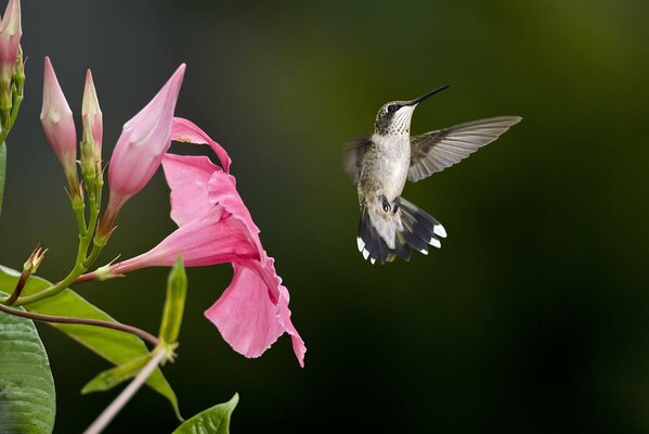 Hummingbird near pink flower