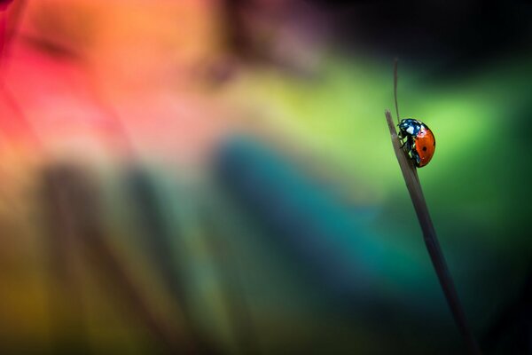 Coccinelle sur une mince branche