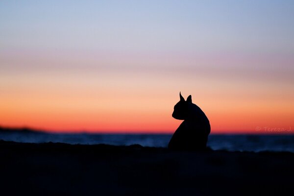 Silhouette einer Katze auf Sonnenuntergang Hintergrund