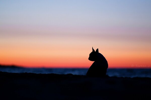 Silhouette of a cat against the sunset