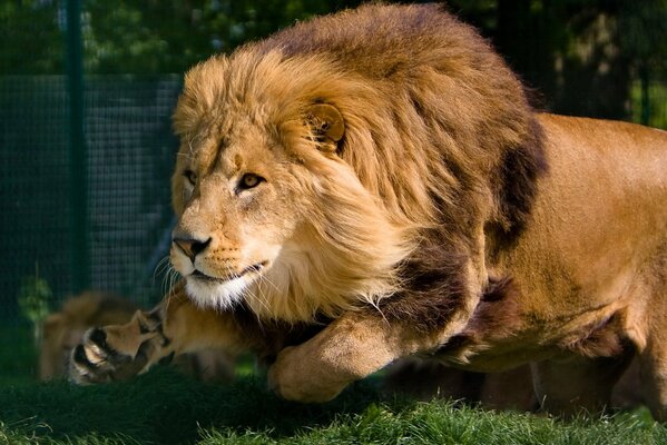 A large predator runs through the grass