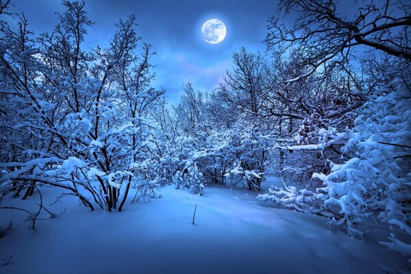 Clairière de forêt d hiver avec la lune