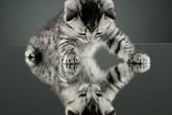 Chaton se voit dans le miroir