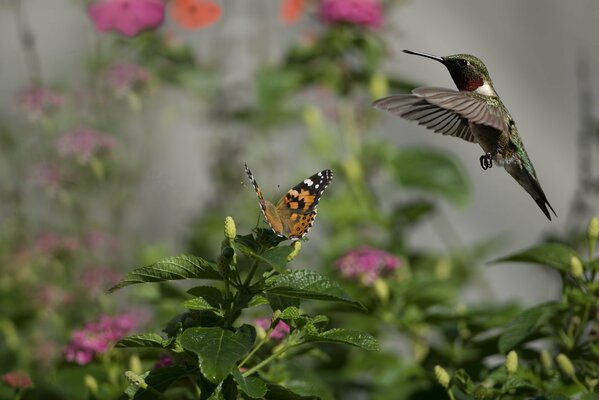 A small hummingbird hovers over a butterfly