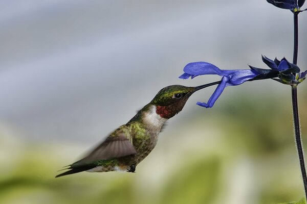 A hummingbird in flight eats a flower