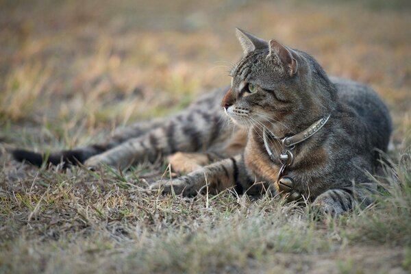 Кошка лежит на земле и задумчиво смотрит в сторону