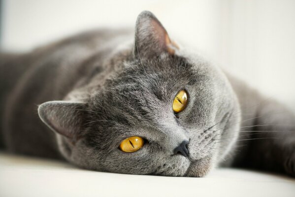 Grey cat with yellow eyes