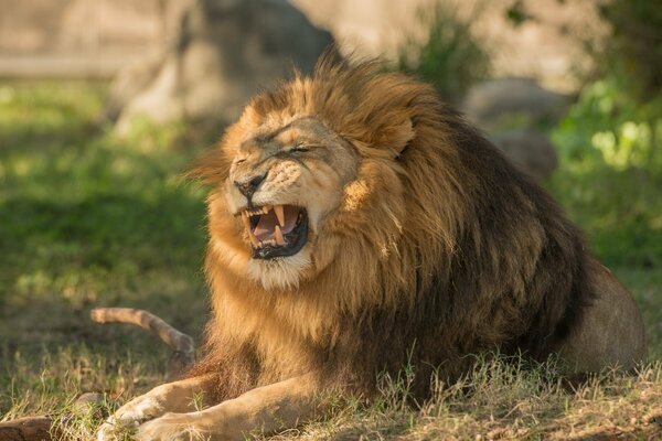 Das Knurren des Königs der Tiere mit einer schicken Mähne