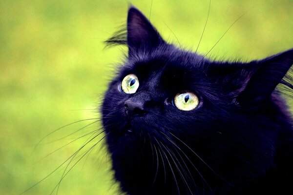 Чёрный кот с зелёными глазами и длинными усами