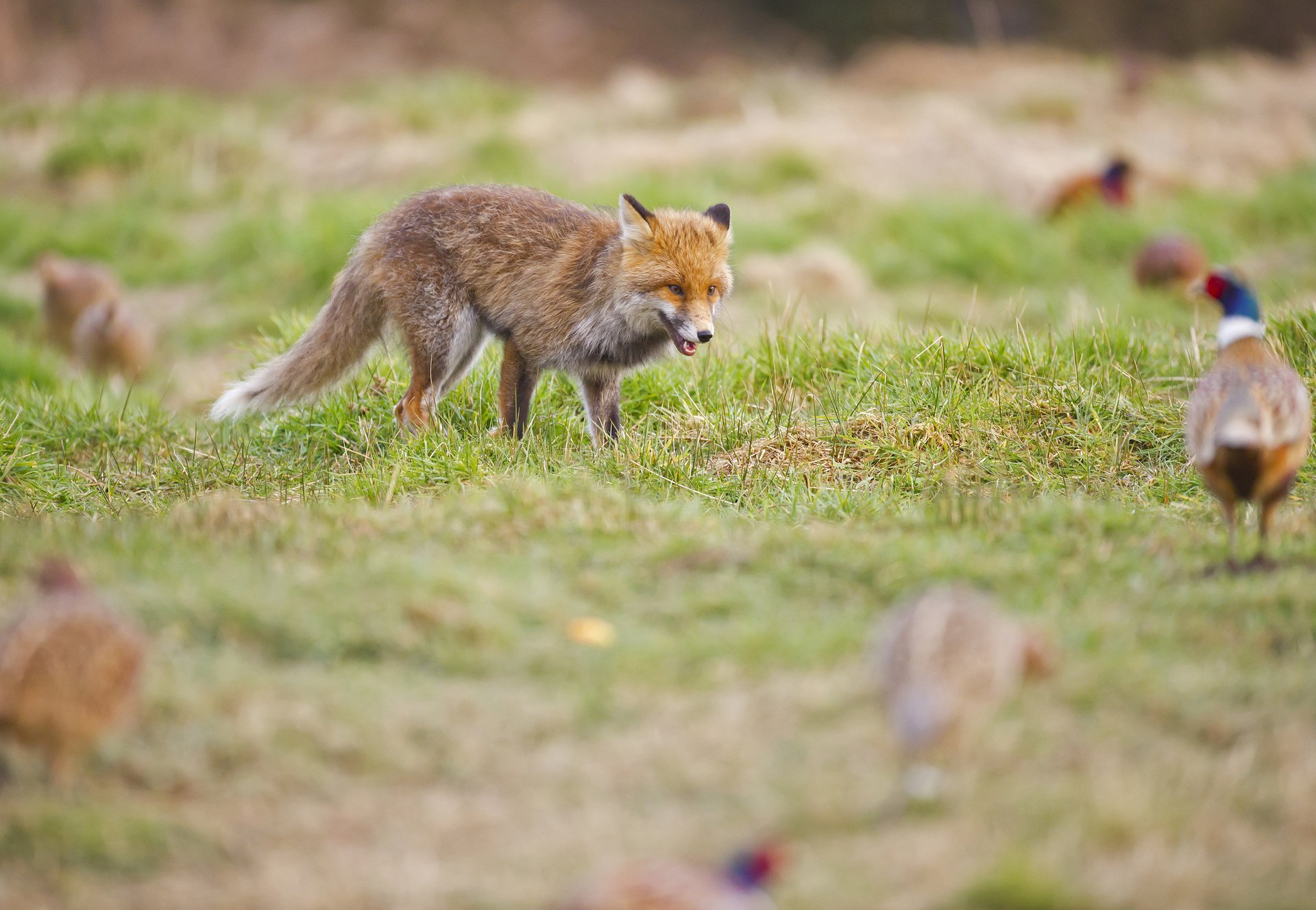 pheasants glade red grass hunting fox