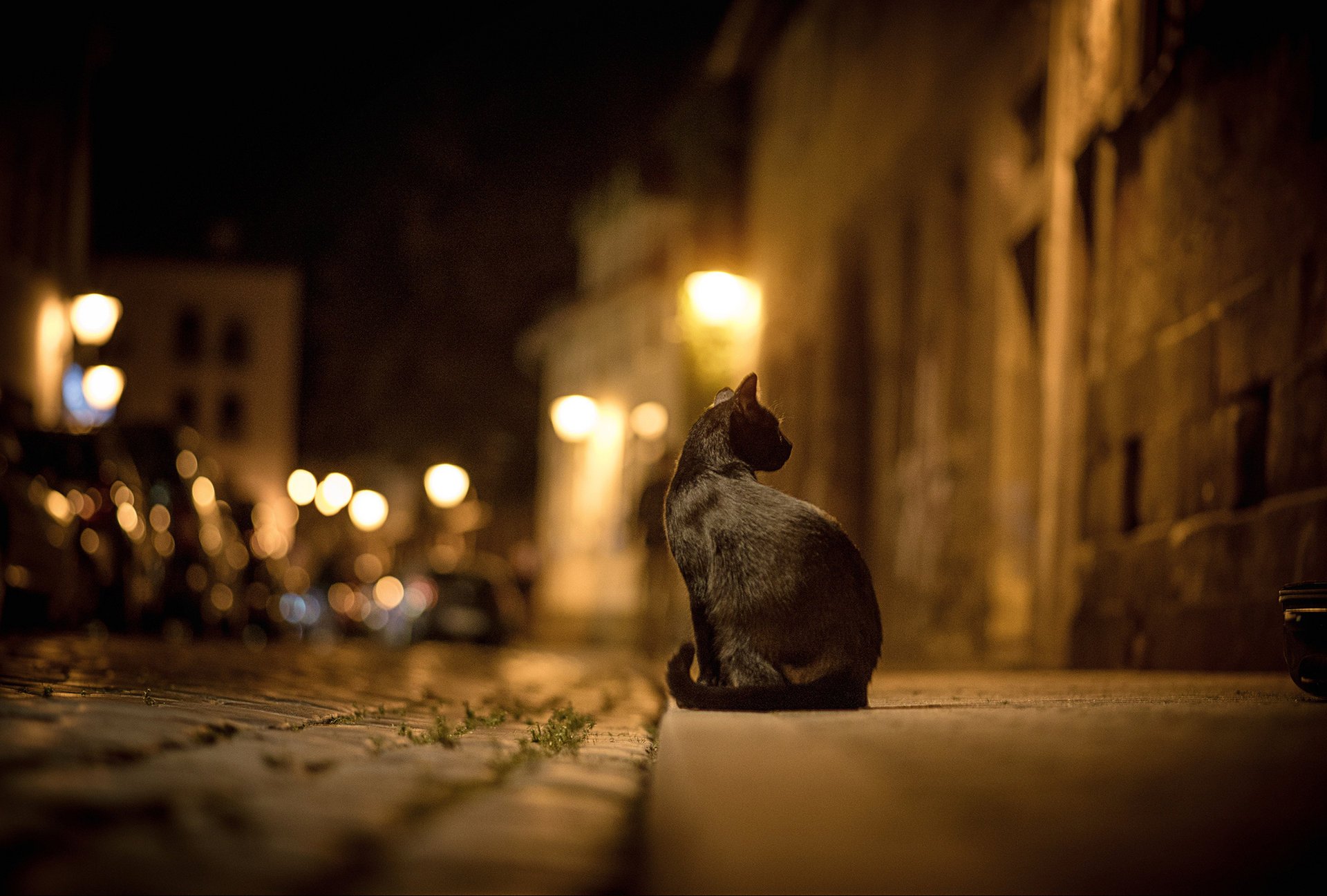 chat noir lumières rue chat bokeh nuit ville