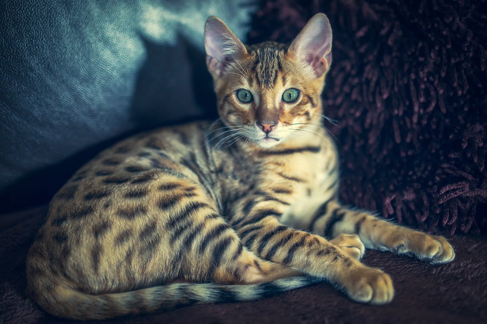 cat bengal bengali look cat