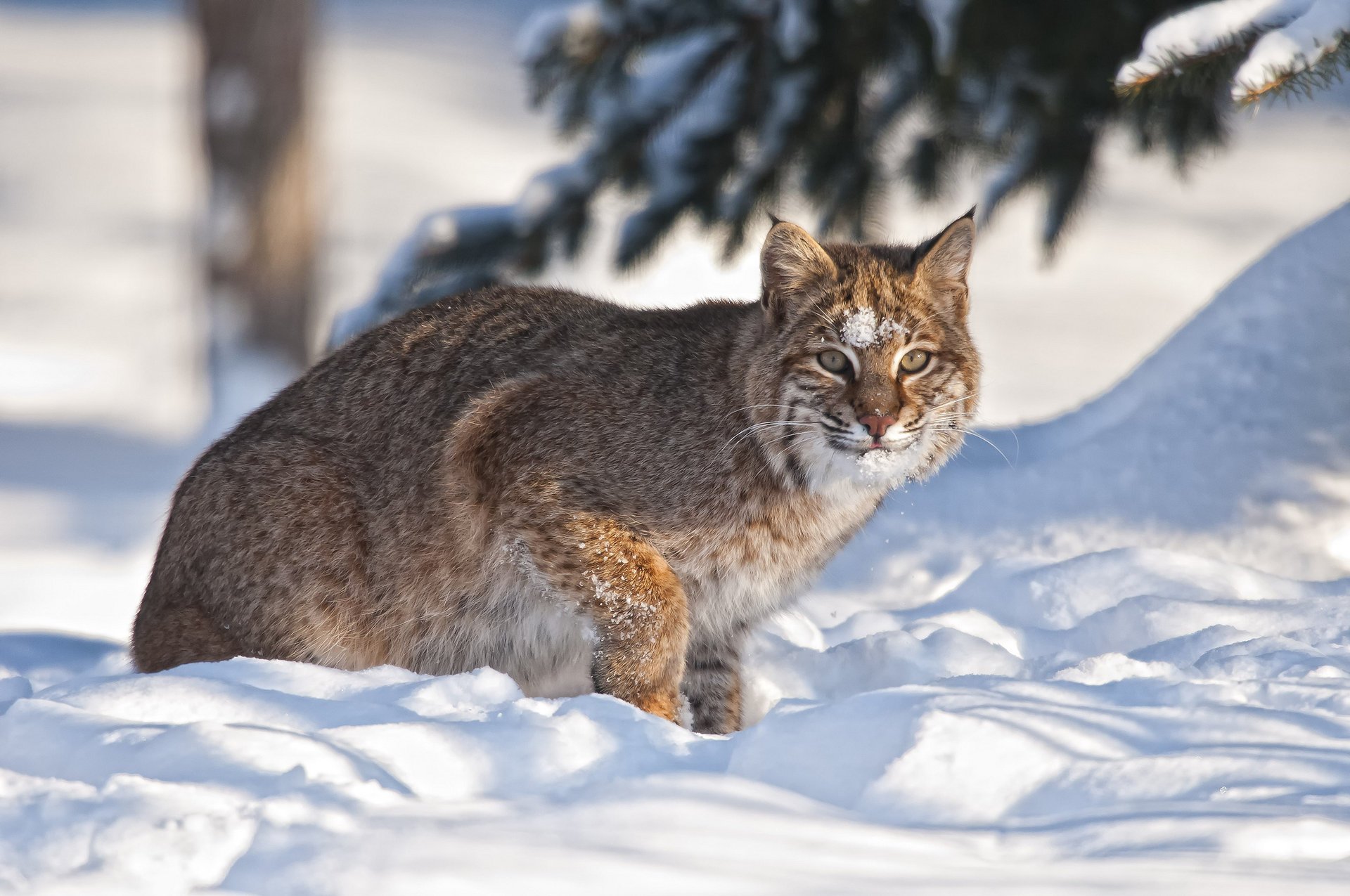 luchs winter schnee