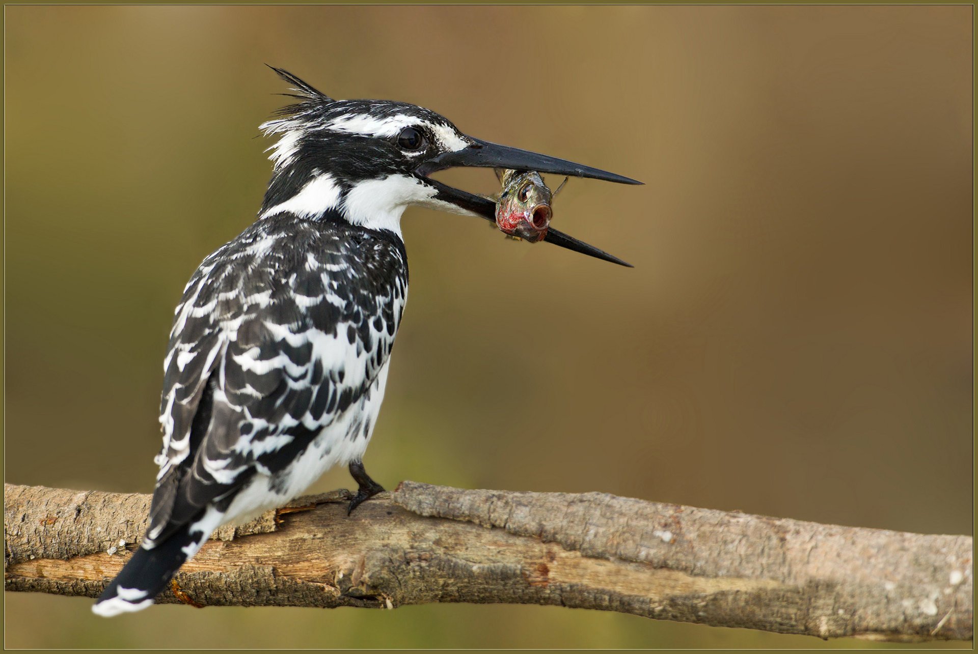 food branch colorful kingfisher catch bird fish