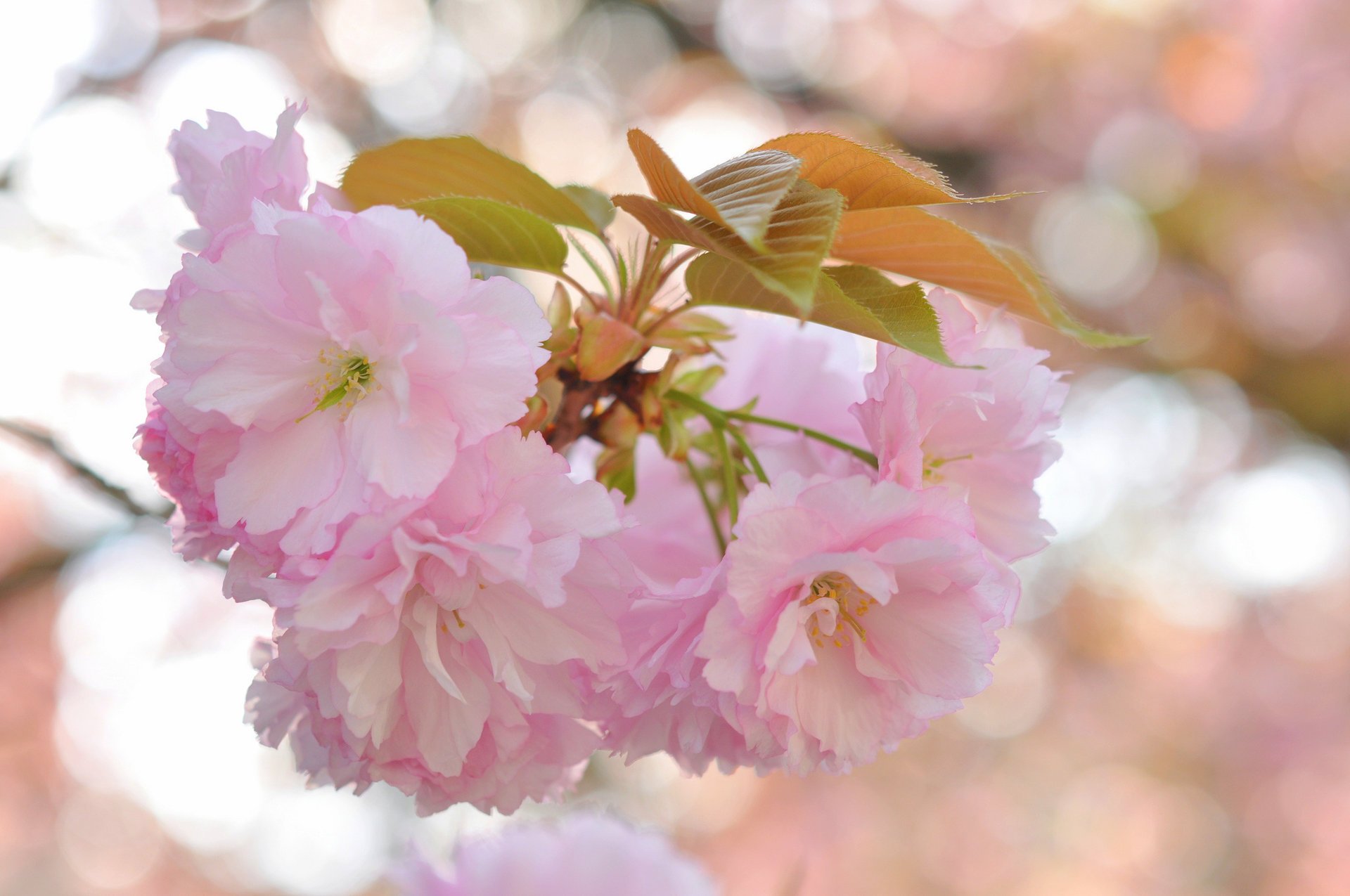 blumen zweig sakura rosa hintergrund blendung blätter