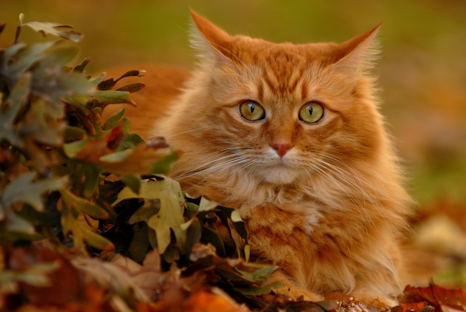 gato rojo hojas mirada