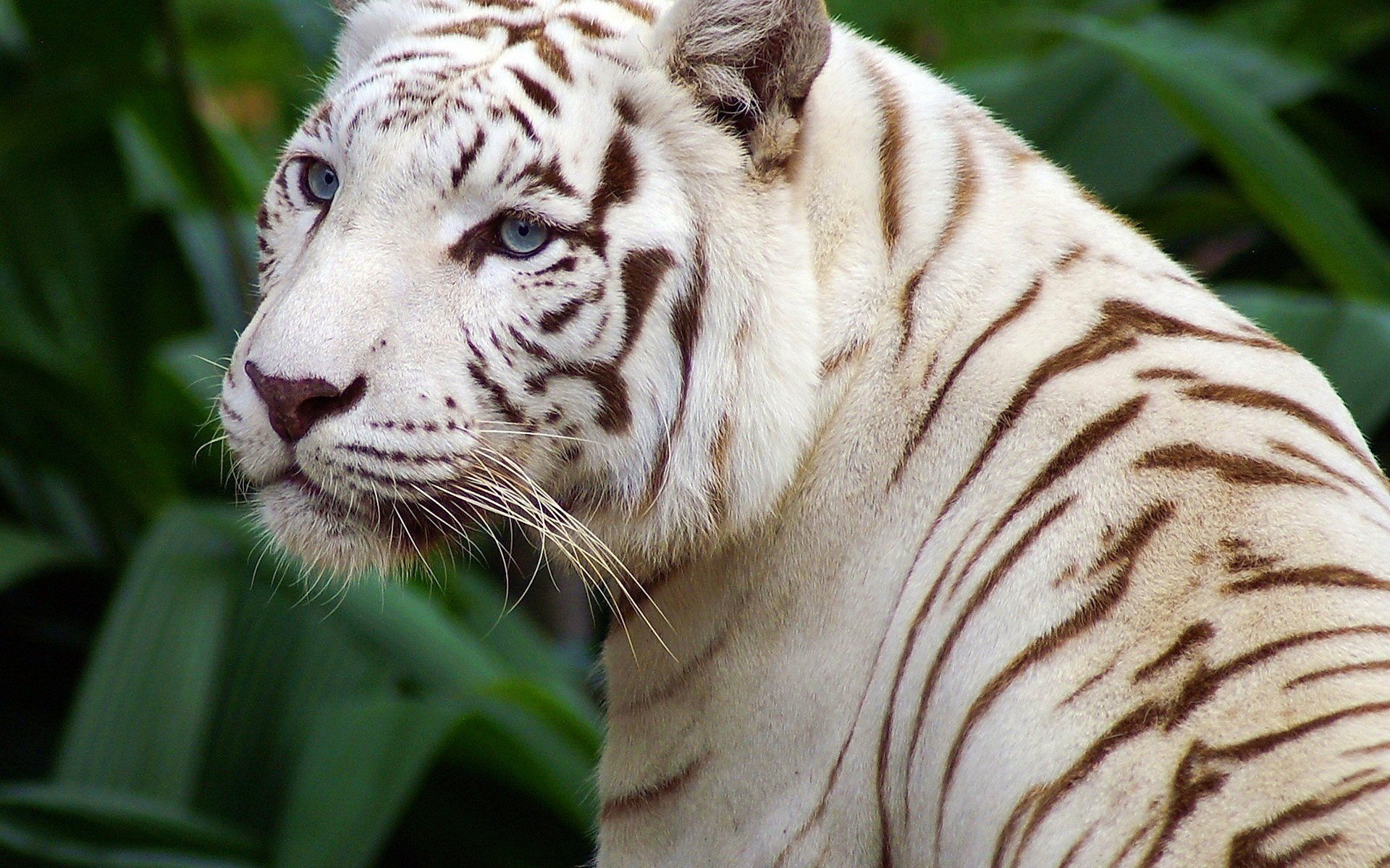 tigre blanc beau yeux rayures