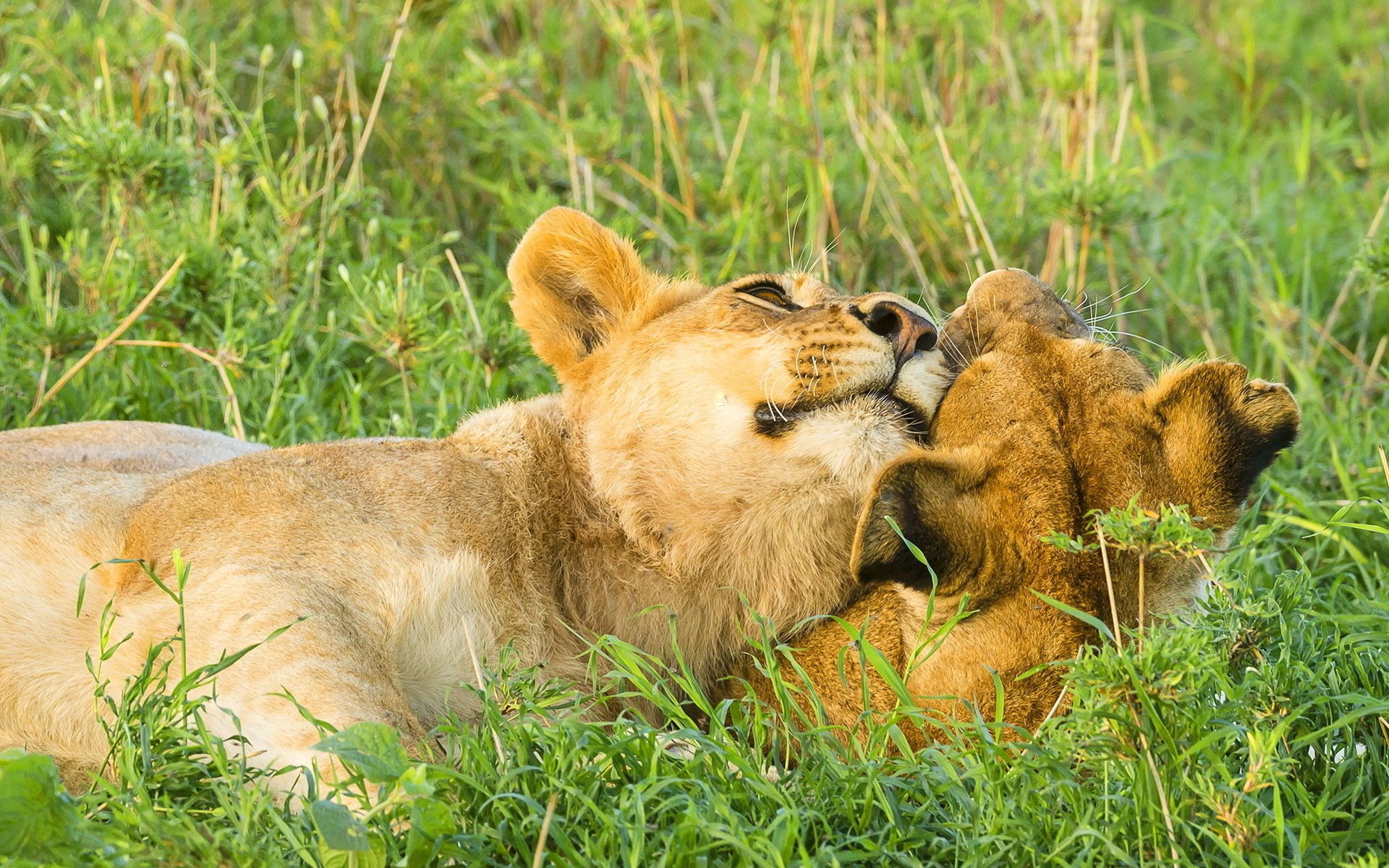 lions leo the game weasel savannah pair