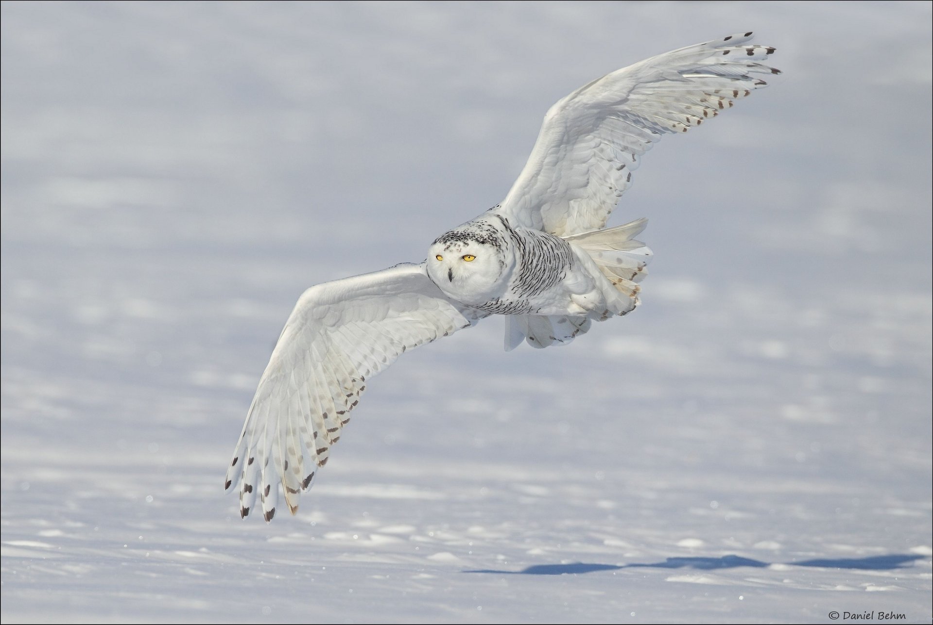 búho polar nieve búho blanco alas snowy owl invierno