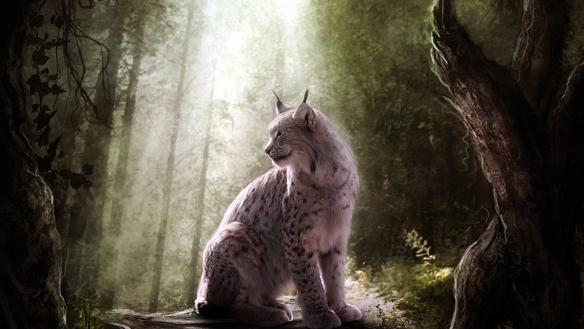 lince selvaggio predatore luce foresta gatto