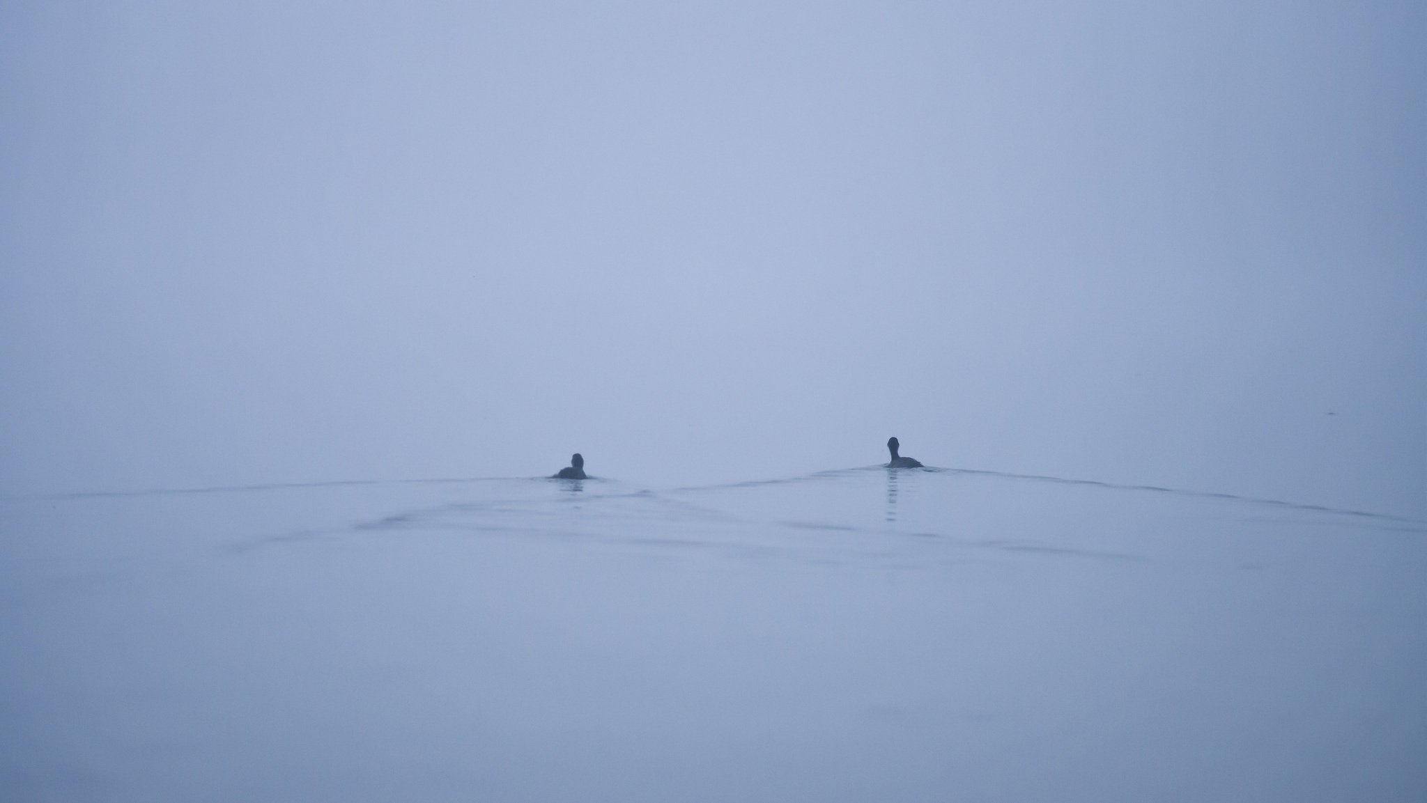 lago minimalismo anatre nebbia