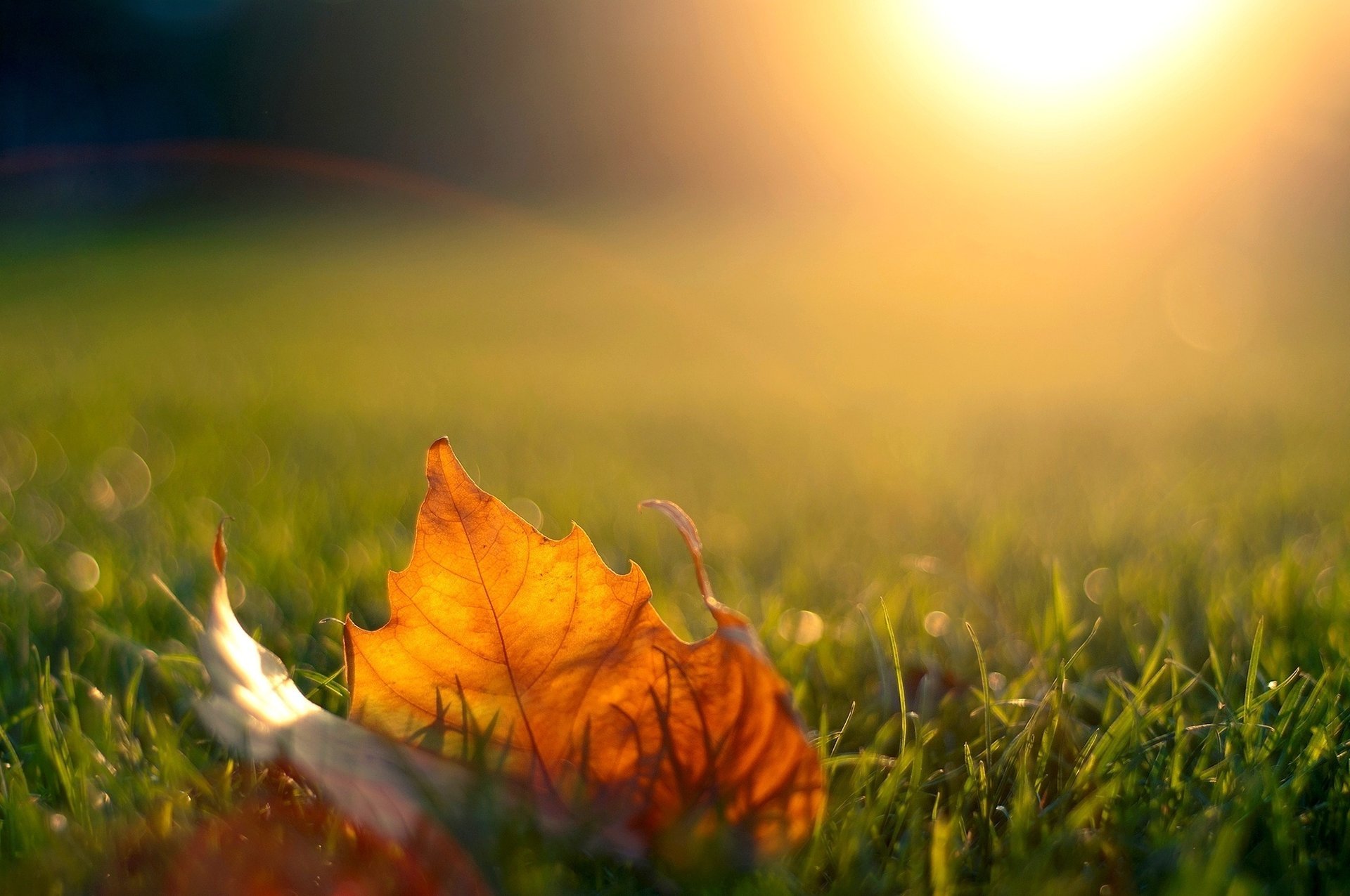 heet autumn sunset the sun grass light maple the evening