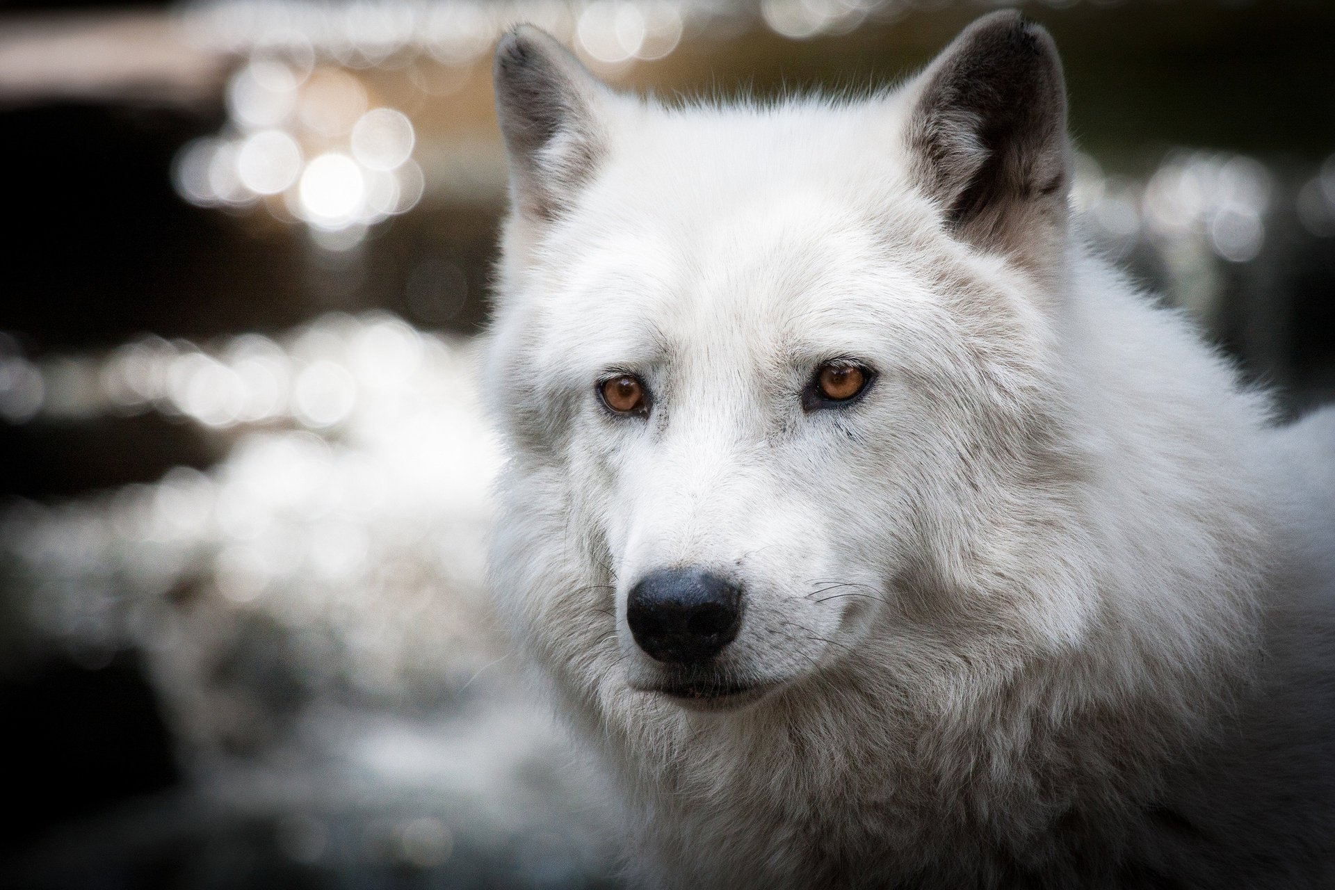 lobo polar resplandor blanco