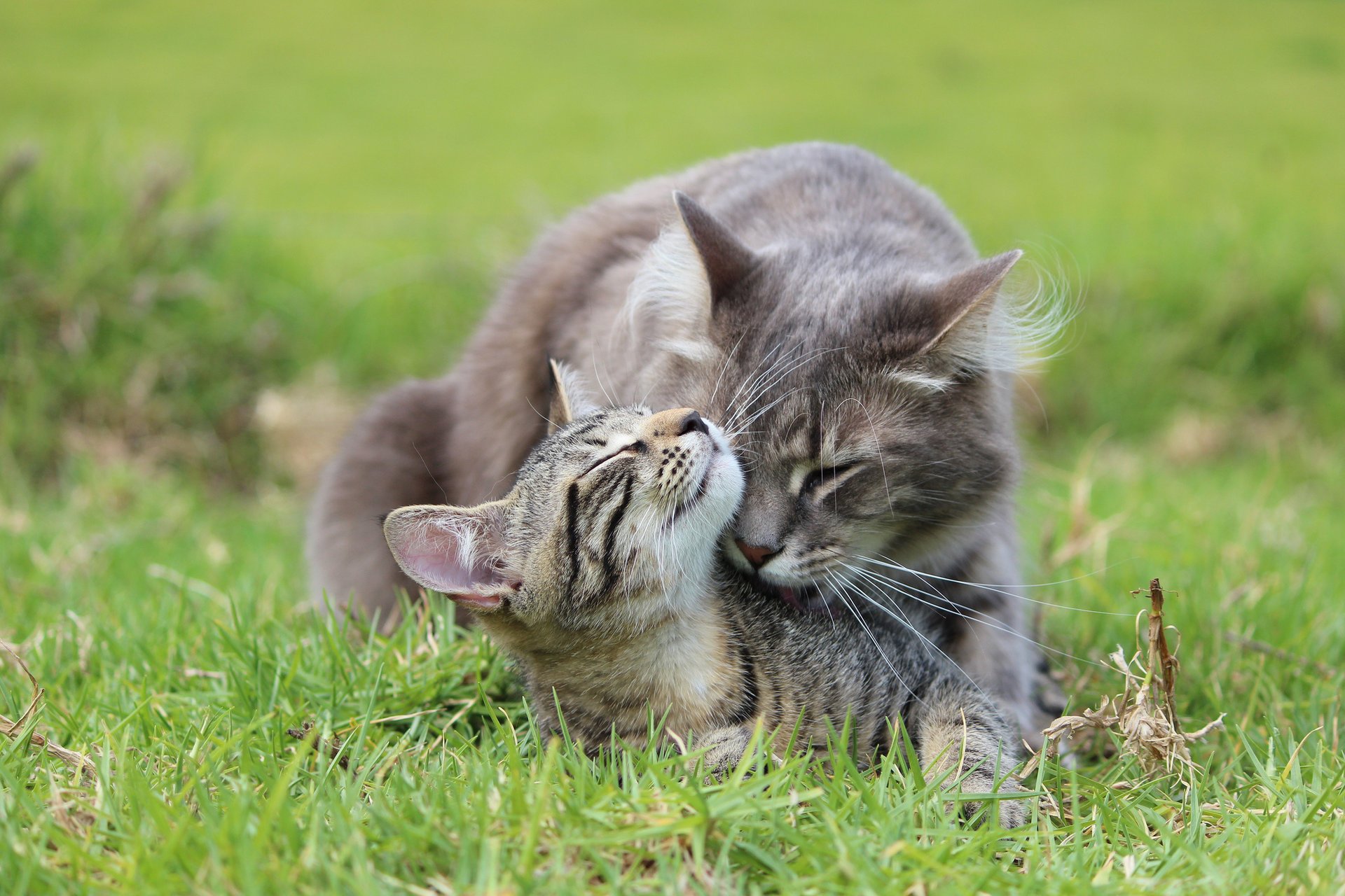 gras grau kätzchen katze pflege