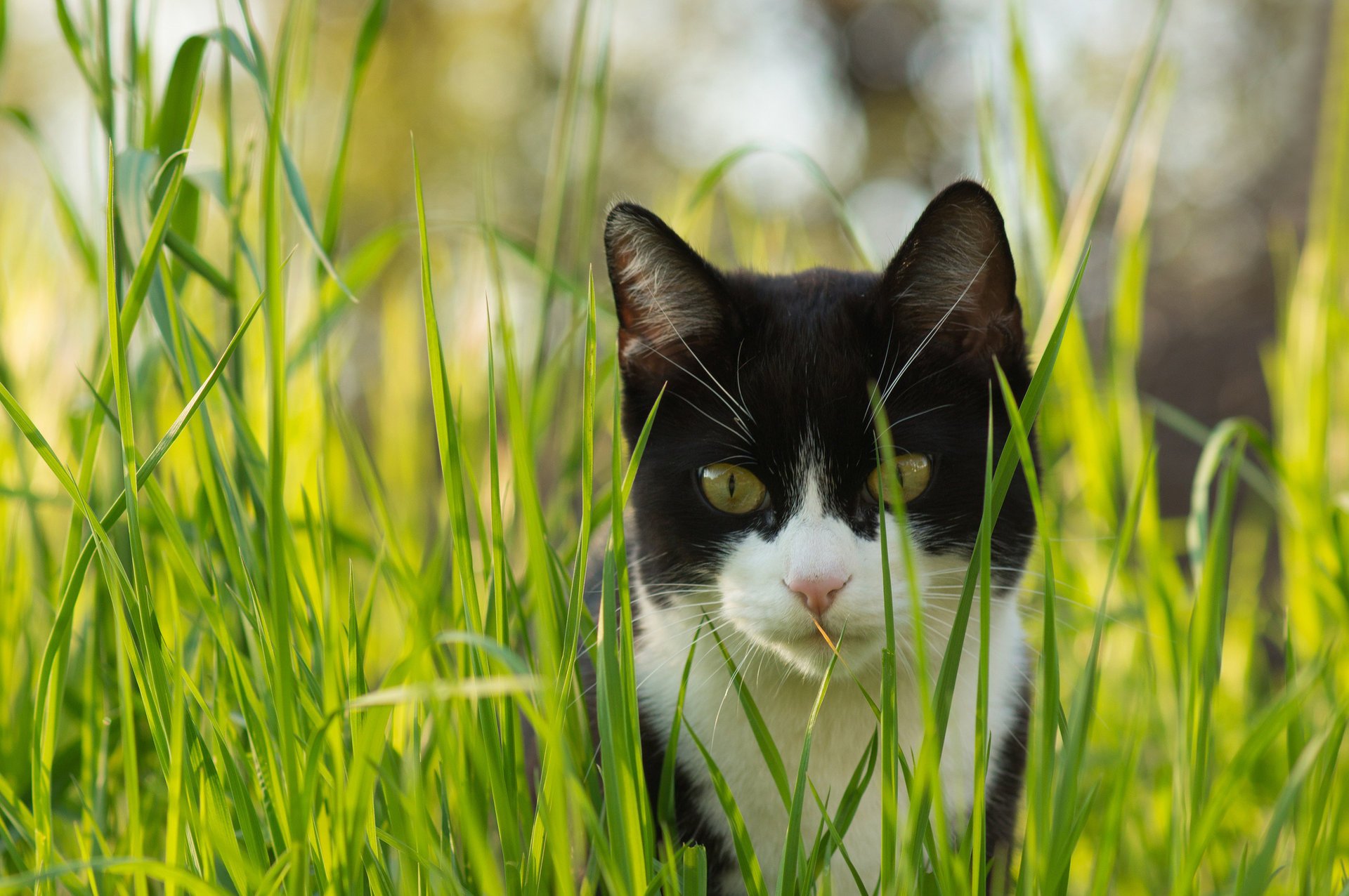 grass cat look cat black and white