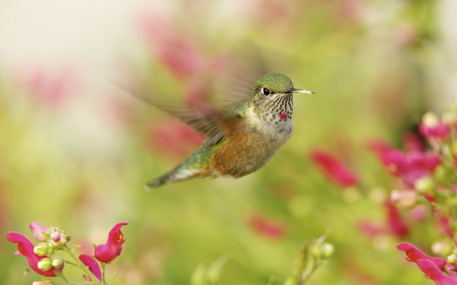 colibrí pajarito colibrí macro en vuelo