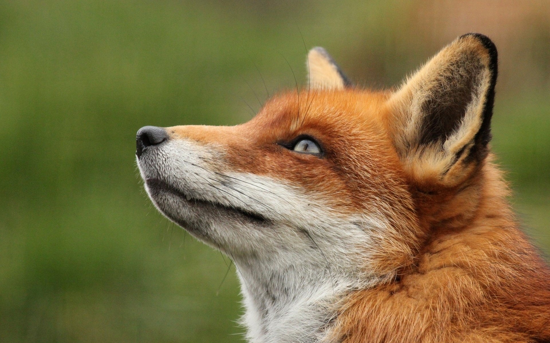 fox portrait red face