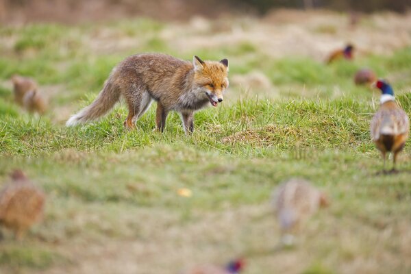 Renard roux chasse le faisan