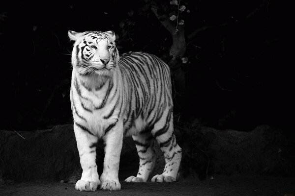 Weißer Tiger Schwarz-Weiß-Foto