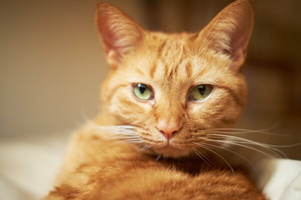 Chat roux avec une moustache blanche