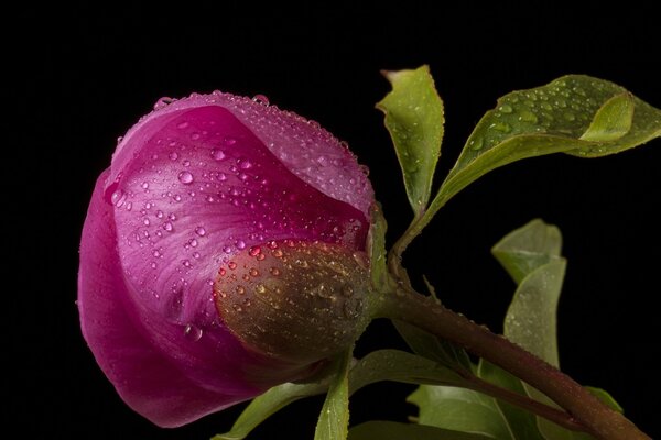 Leuchtend rosa Blütenknospe auf schwarzem Hintergrund