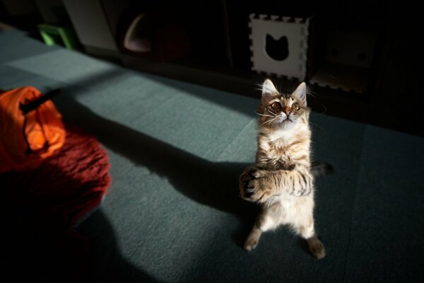 A playful cat stands on its hind legs