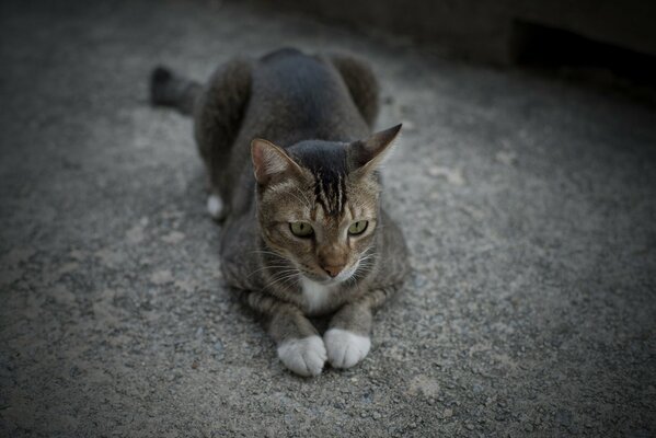 The gray cat folded her paws