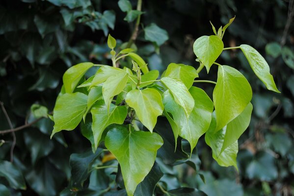 Imagen de follaje verde brillante, hojas jóvenes