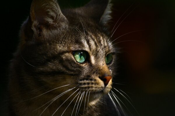 Bigote hermoso gato con ojos verdes