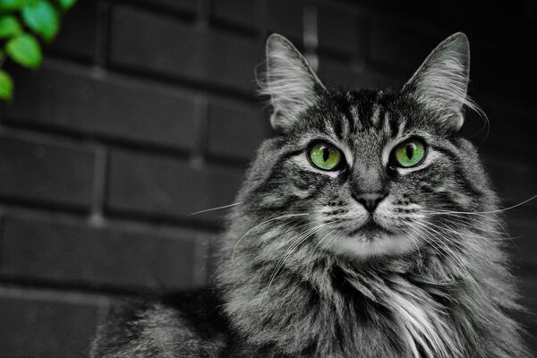 Fluffy green-eyed cat looks into the distance