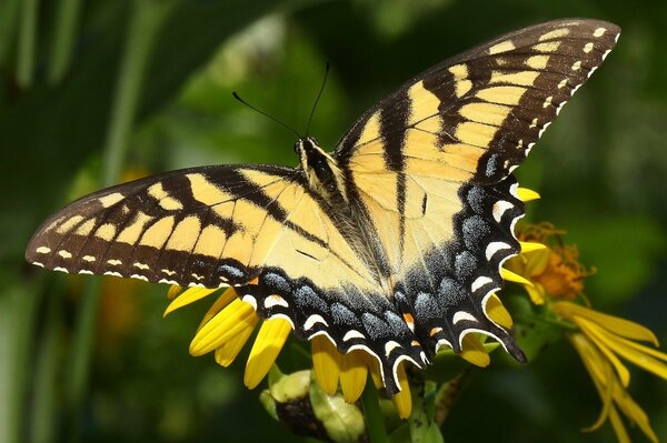 Bella farfalla gialla sul fiore