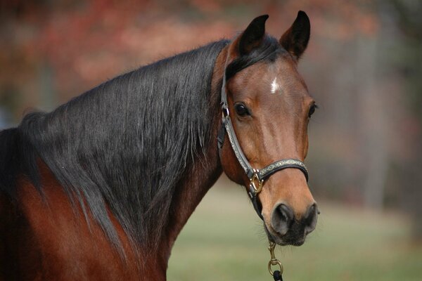 The look of a bay horse in the camera