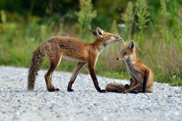 Young foxes frolic on the road