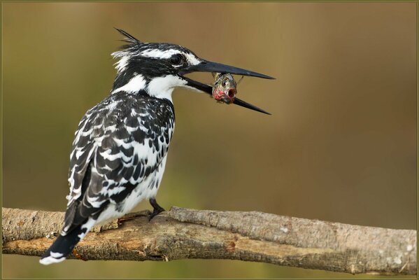 Vogel Eisvogel frisst Fisch