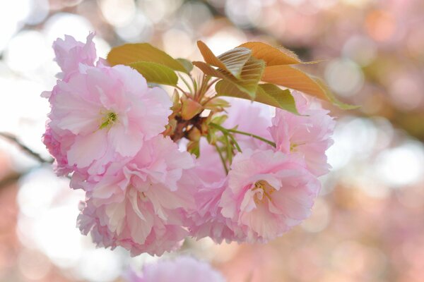 Rosa Blüten vom Sakura-Baum