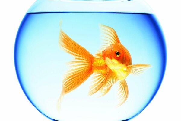 Золотая рыбка в круглом аквариуме